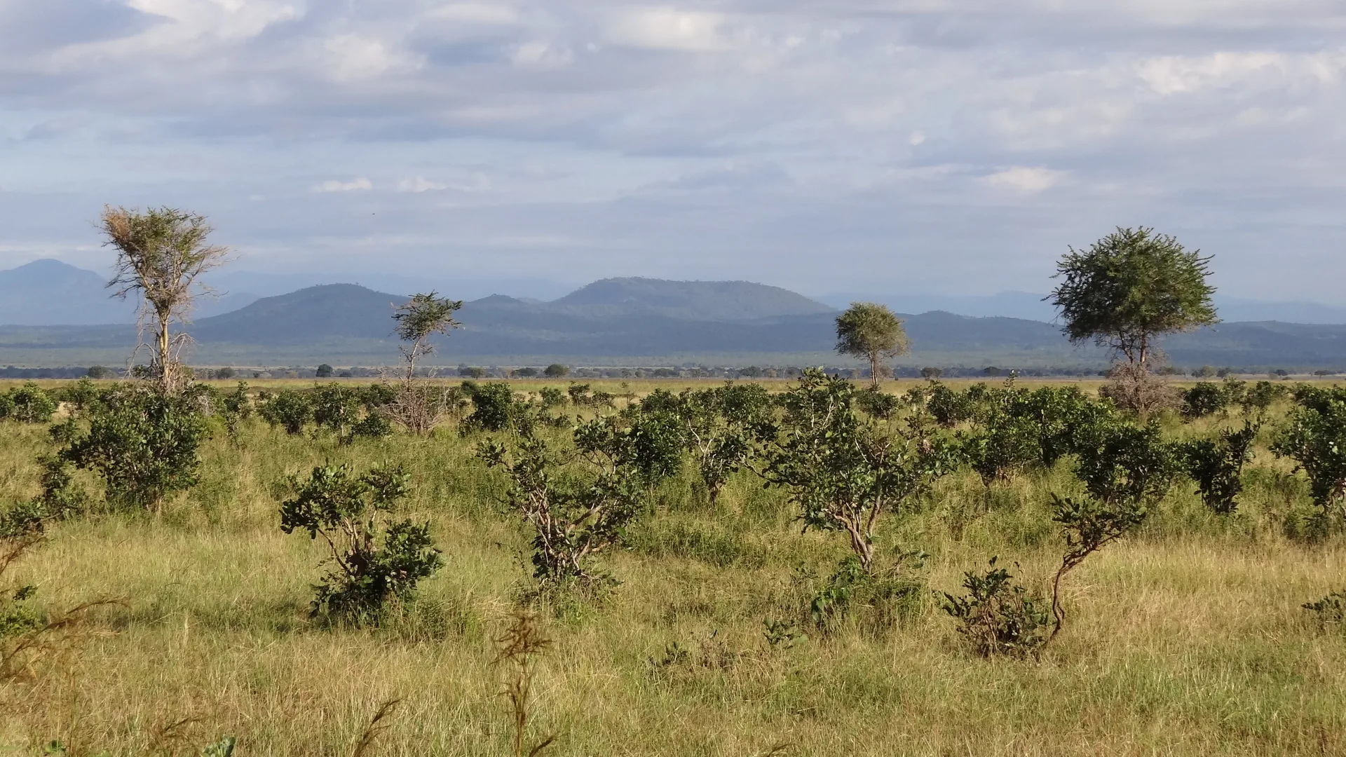 A aberta planície aluvial de Mkata, no Parque Nacional de Mikumi, com vegetação verde em primeiro plano e colinas azuis no horizonte