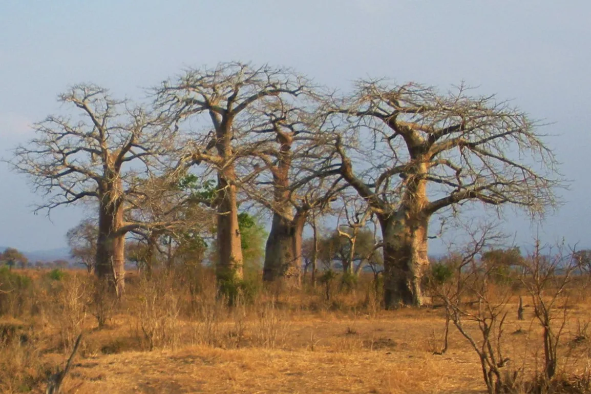 Um conjunto de embondeiros em terreno seco e aberto no Parque Nacional de Mikumi
