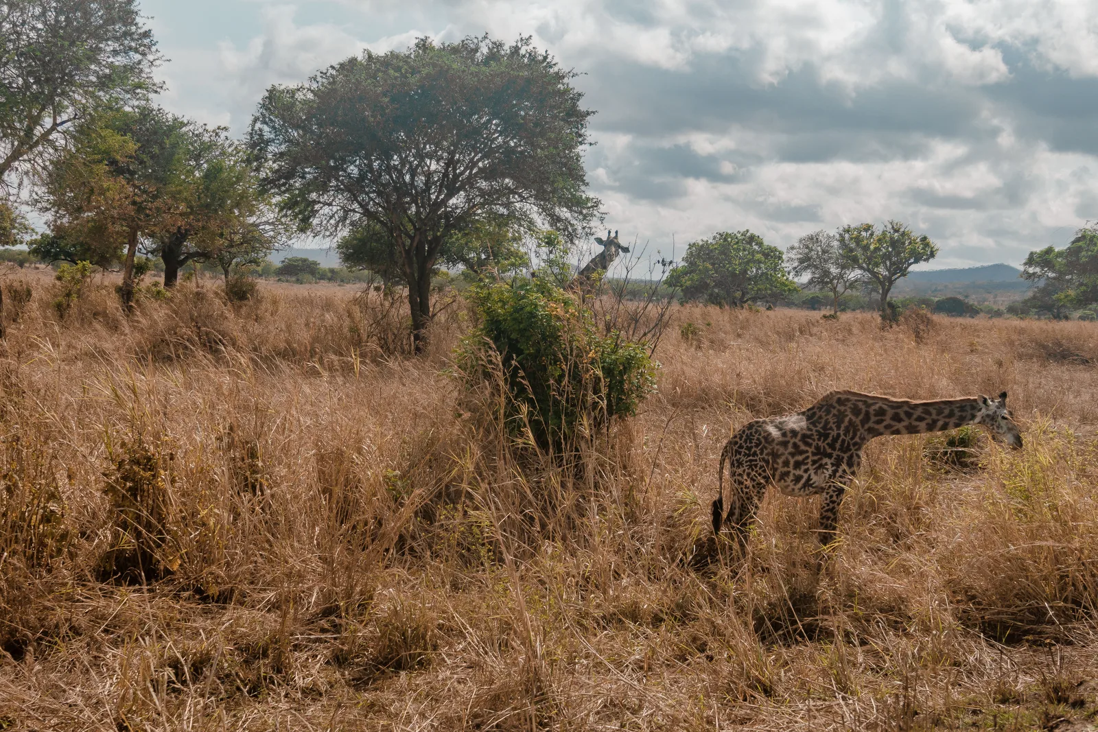 Duas girafas a alimentar-se entre erva seca alta e árvores baixas no Parque Nacional de Mikumi, sob um céu nublado