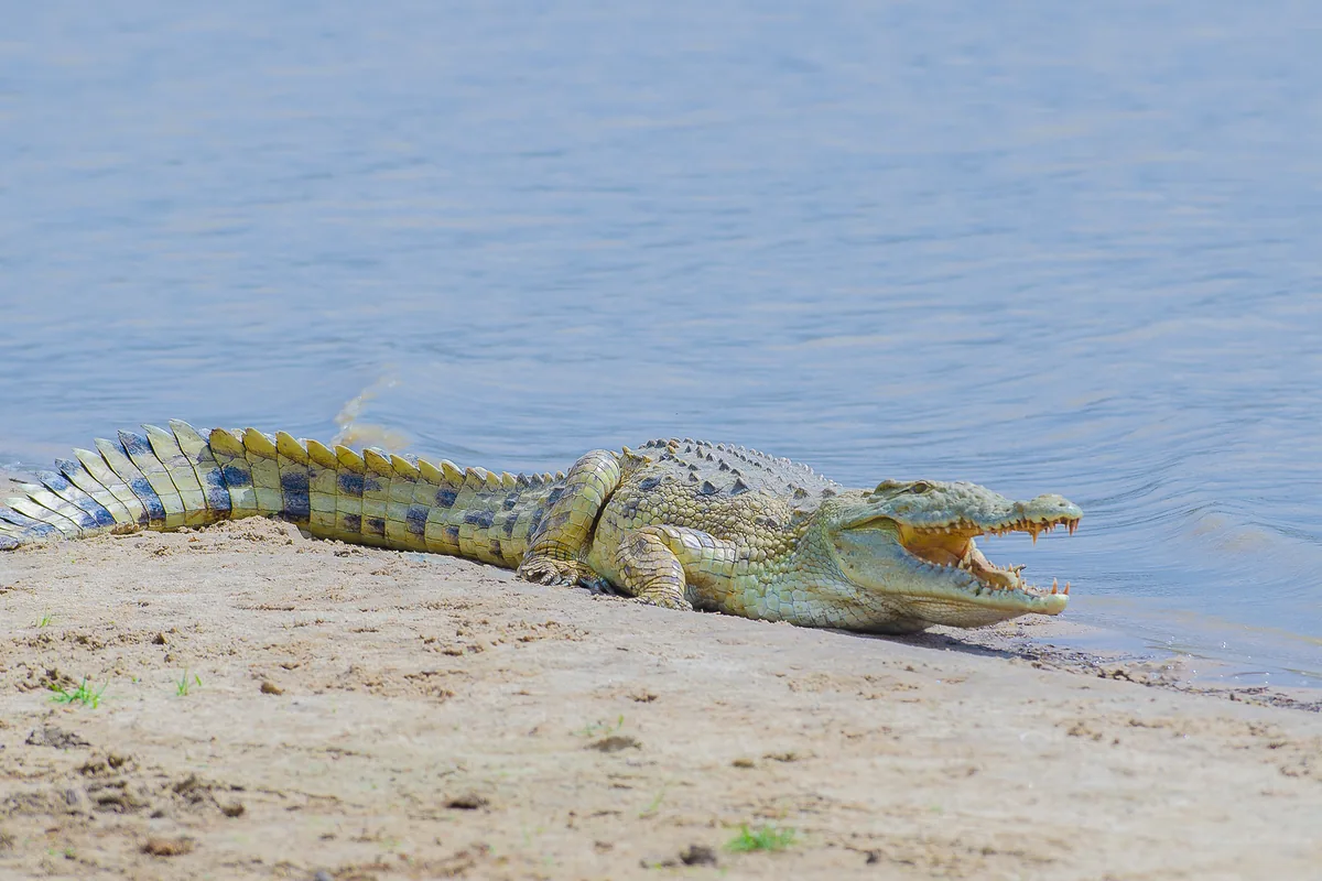 Rufiji Nehri kıyısındaki kumlu bir kıyıda ağzı açık dinlenen bir Nil timsahı