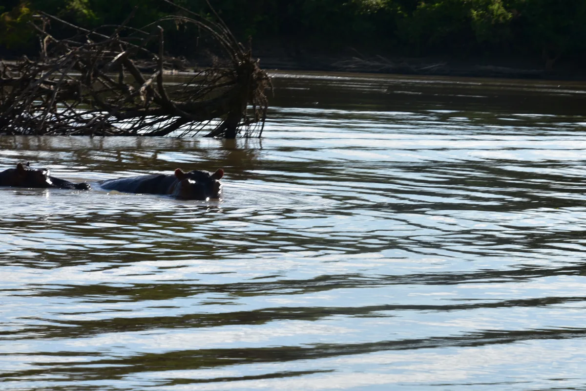 Rufiji Nehri'nin suyundan yalnızca sırtları ve başları görünen su aygırları; karşı kıyı boyunca ağaçlar