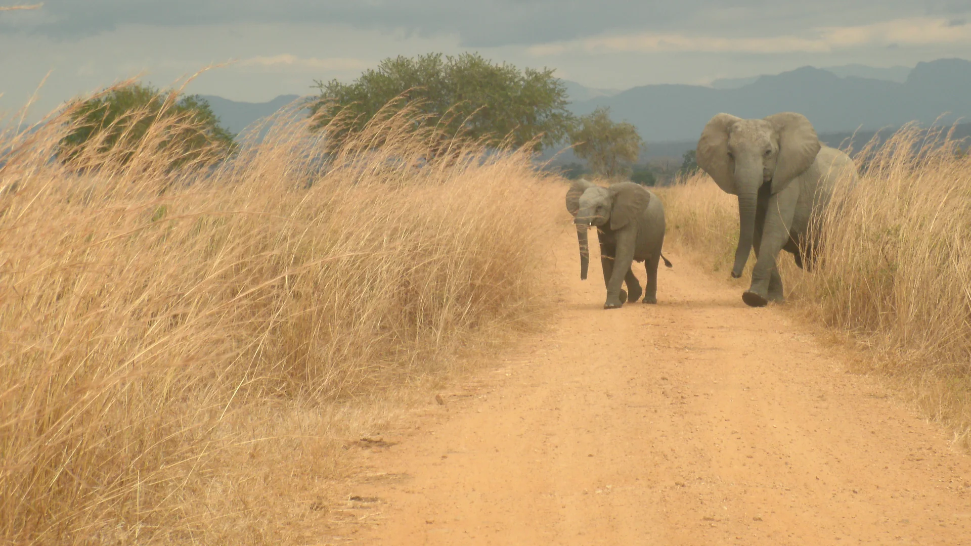 Uma mãe elefante e a sua cria a caminhar por um trilho arenoso entre erva seca e alta no Parque Nacional de Mikumi, com colinas azuis ao fundo