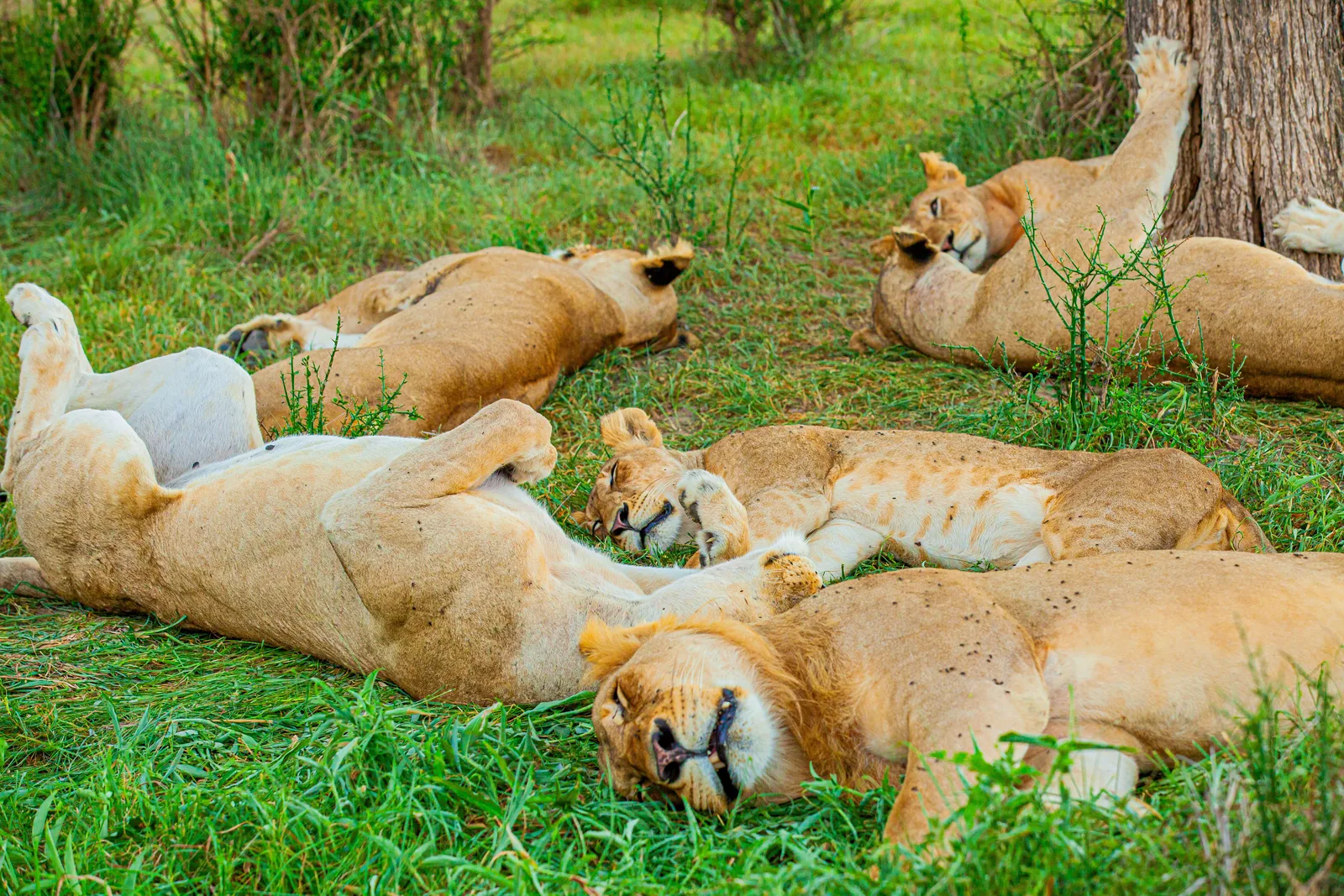 Um grupo de leões a dormir na erva verde junto ao tronco de uma árvore no Parque Nacional de Mikumi